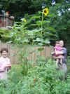 Tallest sunflower on the planet.JPG (69693 bytes)