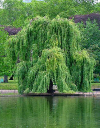 Weeping Willow