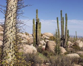 File:Baja California Desert.jpg